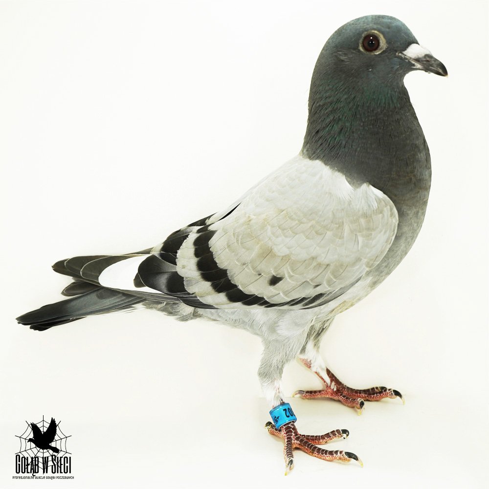 SYN X CÓRKA "GOLDEN PRINCE" G. CLICQUE