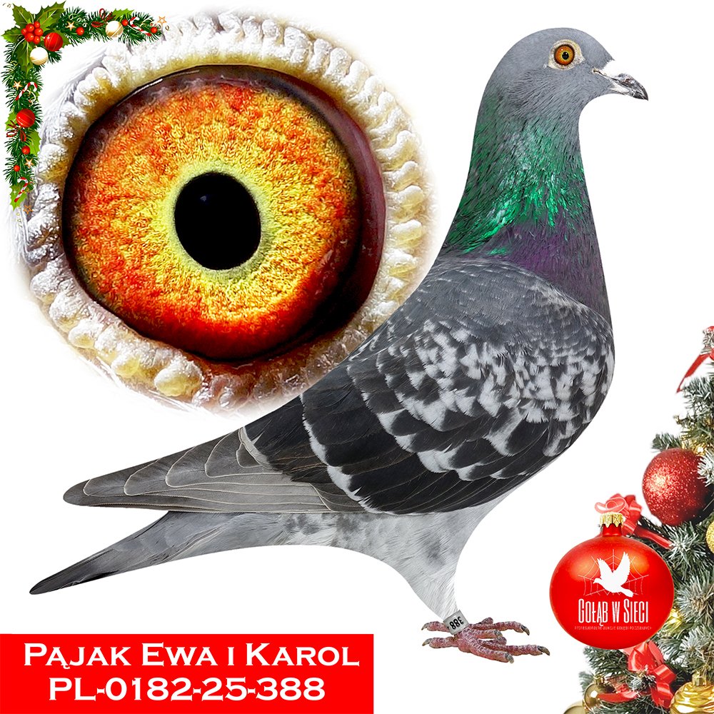 PAJĄK E. & K.  (PARA)