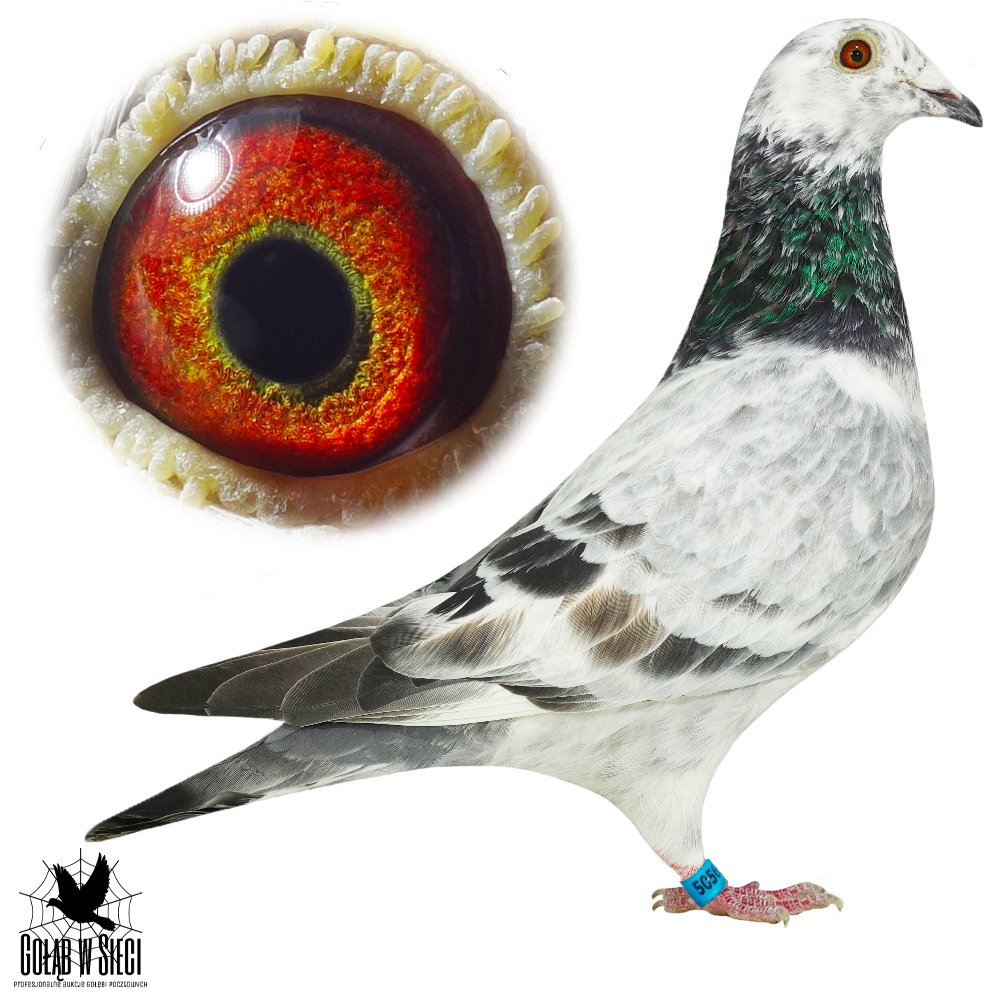 PITBULL 5056