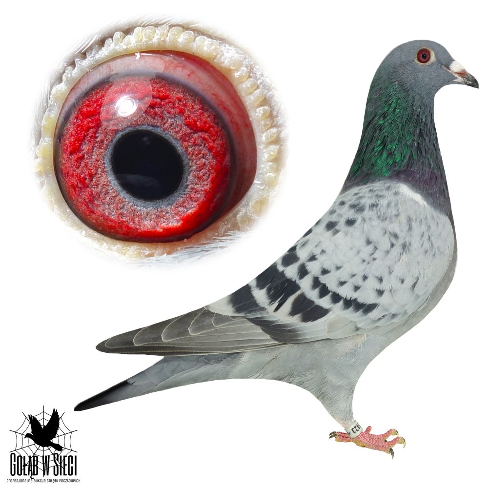 INBRED OLIMPIJKI 8111