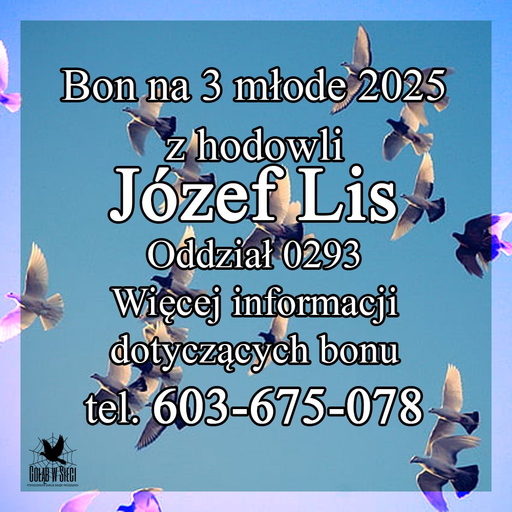 DARCZYŃCA BONU: JÓZEF LIS / PZHGP 0293 PRZEWORSK