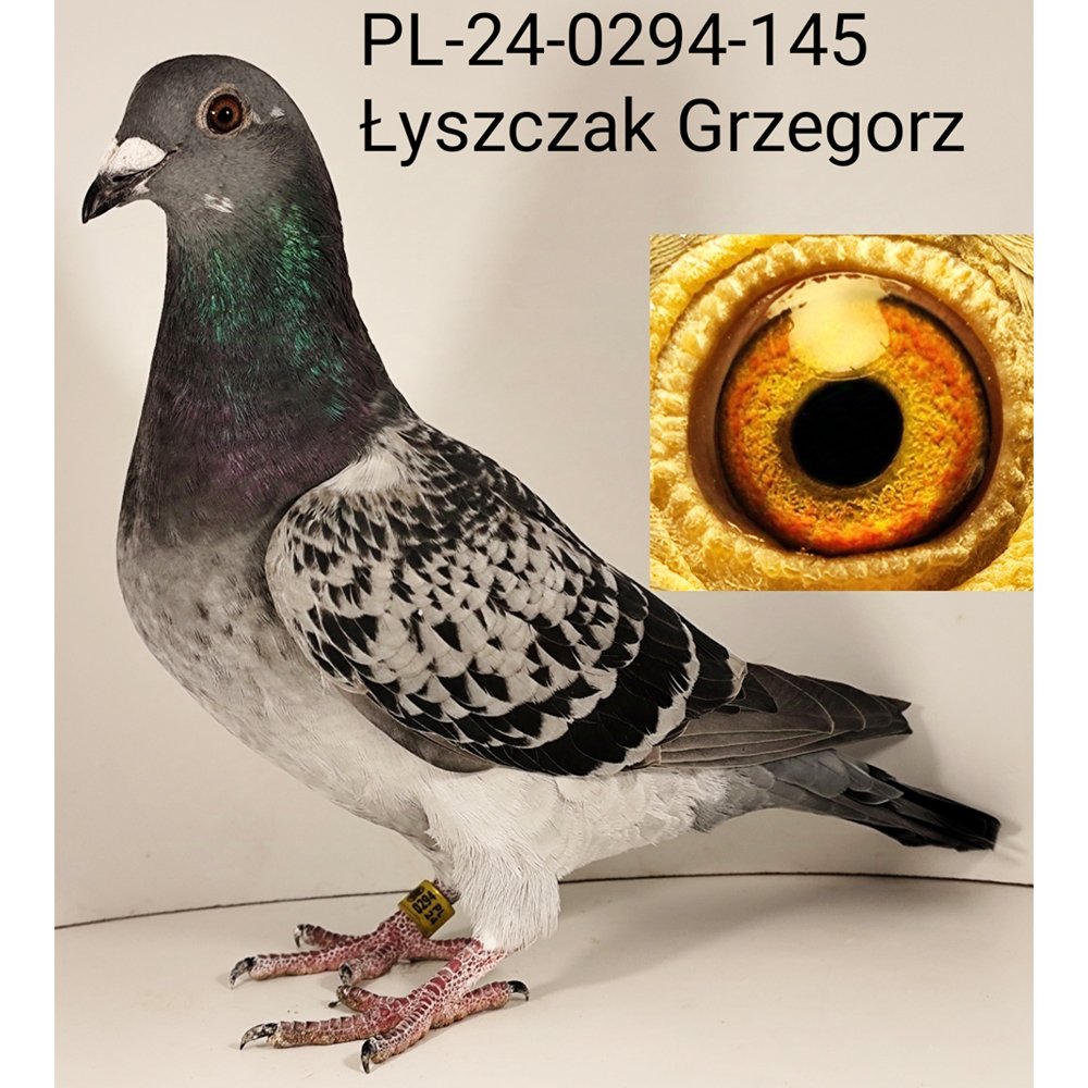DARCZYŃCA: GRZEGORZ ŁYSZCZAK - NR 1