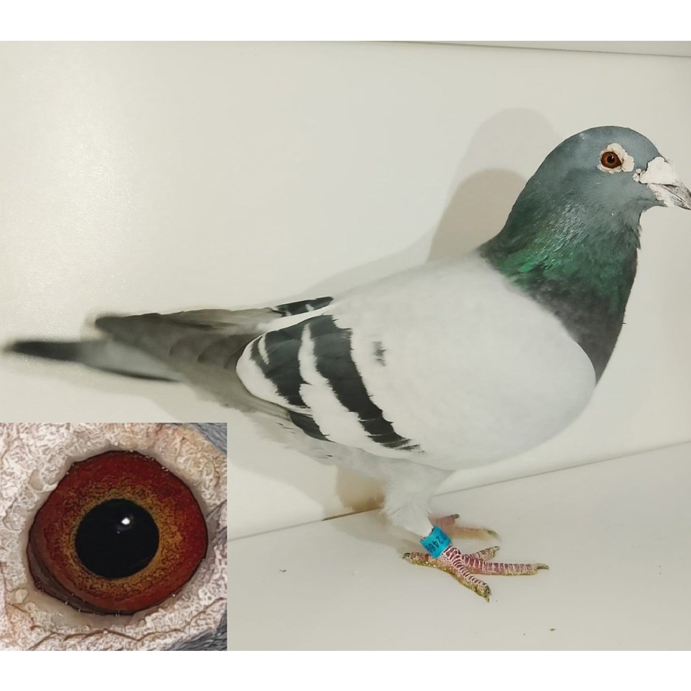 DARCZYŃCA: KRZYSZTOF FLISAK