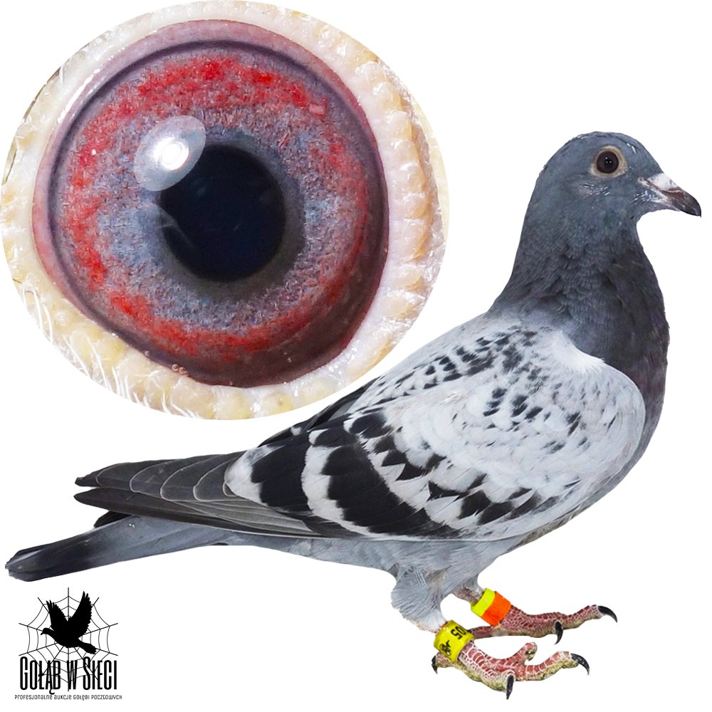 DARCZYŃCA: WALDEMAR JAŁOWIEC