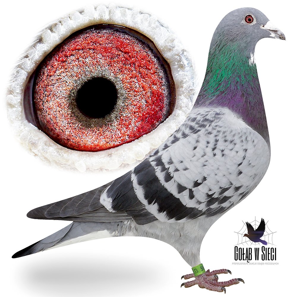 SKRZYPNIK & SZYMCZAK