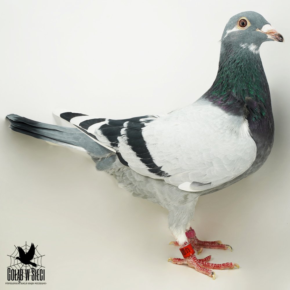 | WNUK NAJLEPSZEGO GOŁĘBIA ROZPŁODOWEGO HODOWLI "KULAWA" ORG. I. K. D. ŁEPUCH | WNUK "4437" - INBRED "809" HANS HIRN |