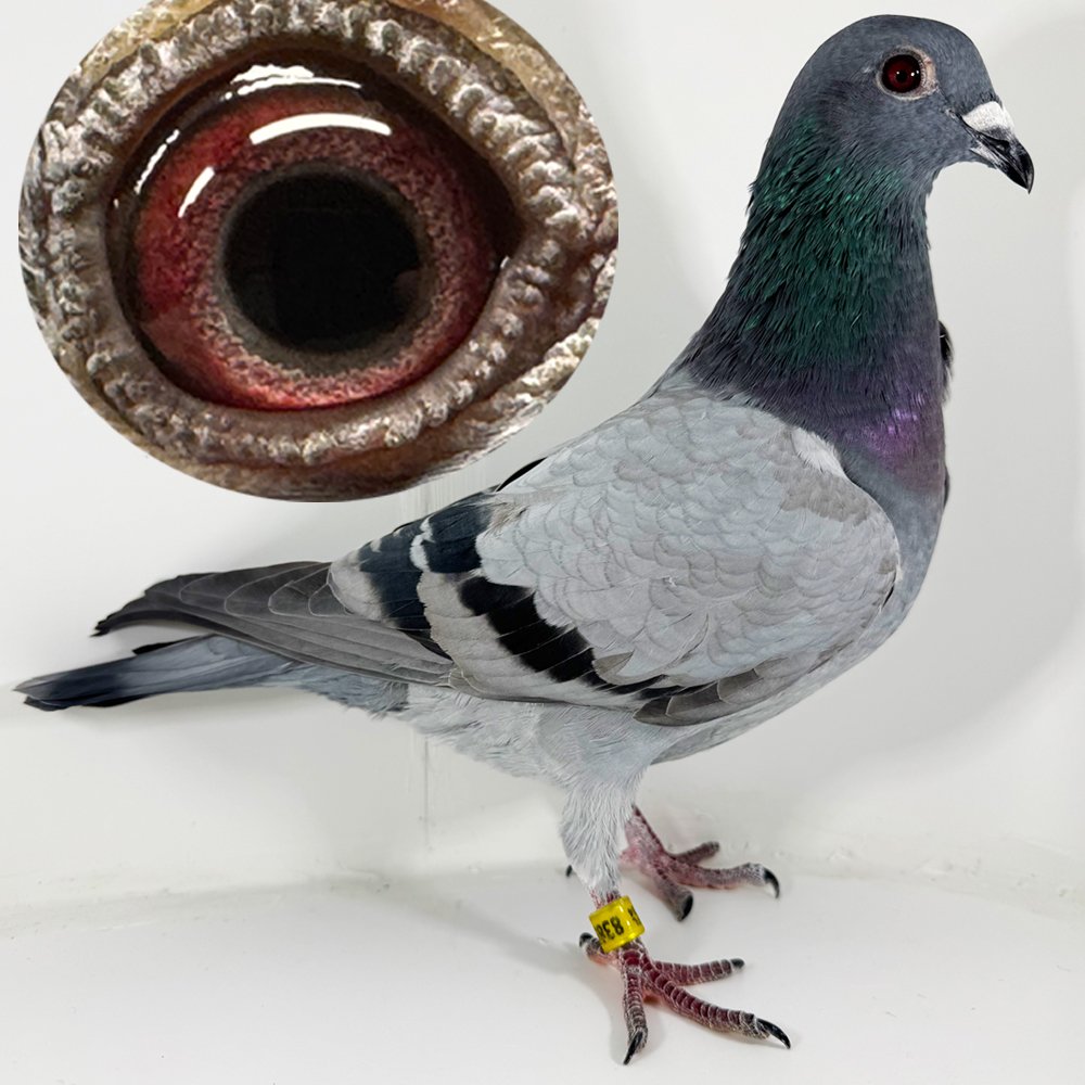 DARCZYŃCA: SZCZOCZARZ TEAM