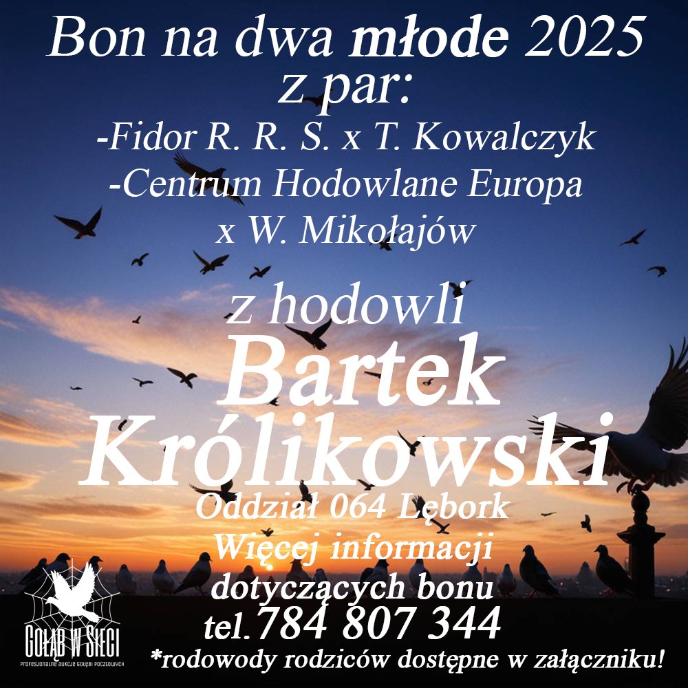 DARCZYŃCA BONU: BARTEK KRÓLIKOWSKI