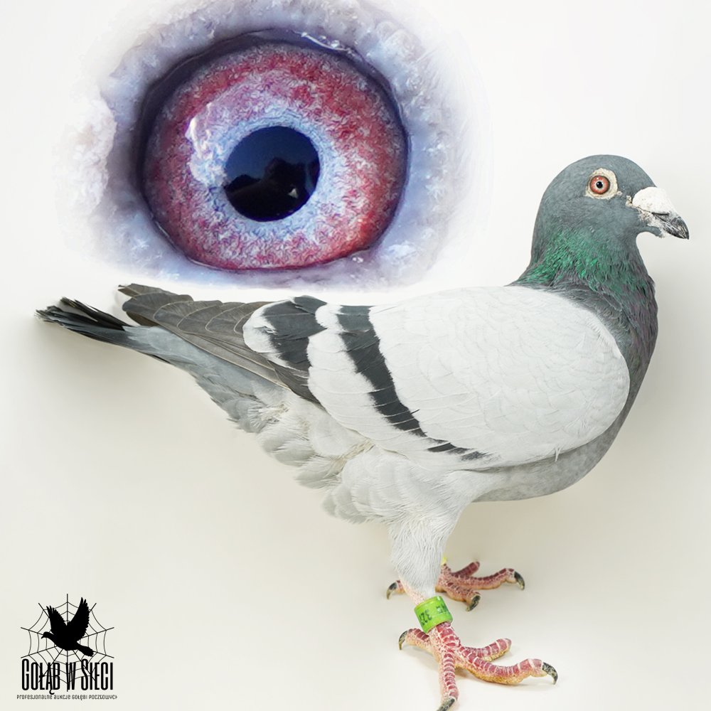 | SYN OJCA GOŁĘBNIKA "8136" ORG. HARALD GRIMME - JEGO SYN  29KONK/2LATA! | SYN "5177" ORG. ANDRZEJ DRYJA - PEŁNA SIOSTRA BARDZO DOBRYCH LOTNICZEK! |