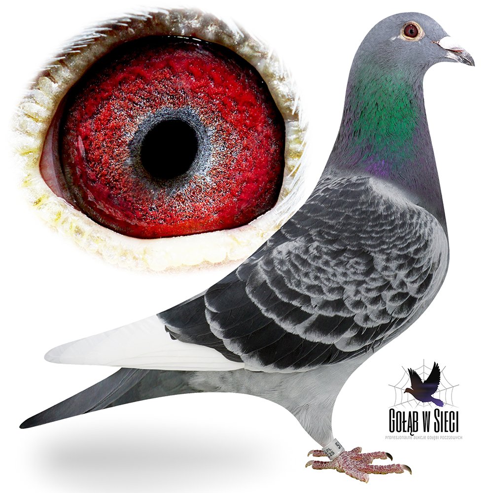 PAWEŁ & JERZY STOPA