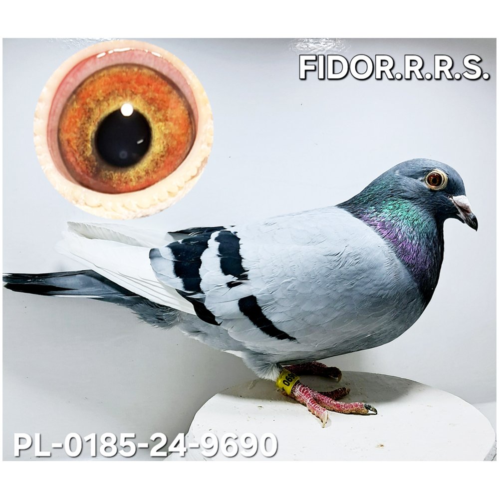 DARCZYŃCA: FIDOR R. R. S.