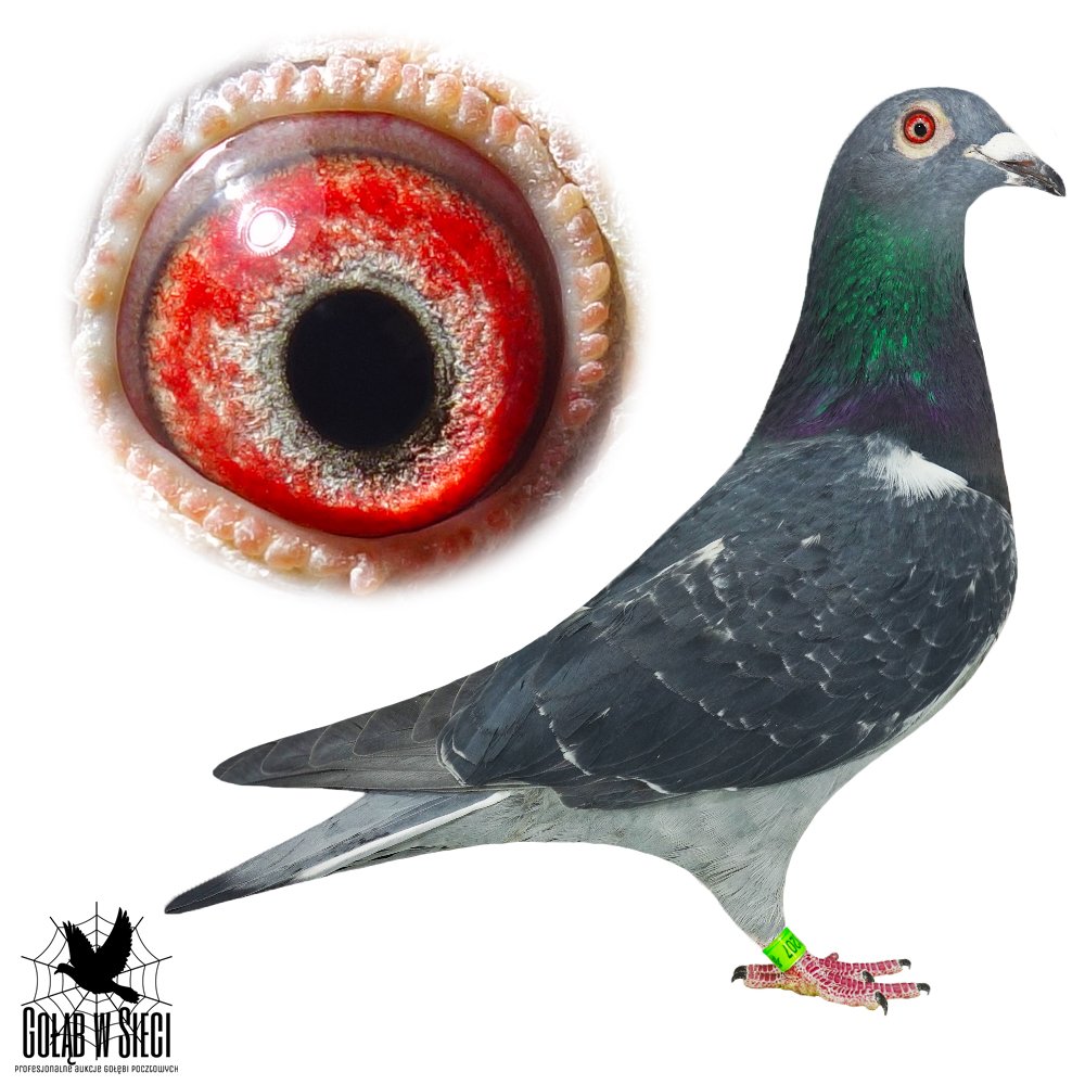 ORG. LUBOMIR KUBACEK