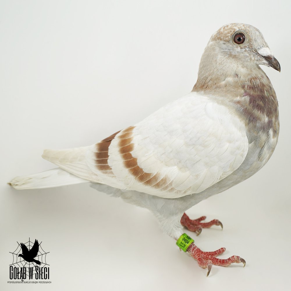 | PEŁNE RODZEŃSTWO SUPER LOTNIKA "LOUIS VUITTON 5990" - W 2021R - 5/5KONK. 1 MŁODY LOTNIK ODDZIAŁU! W 2023R - 12/12KONK! W DRUŻYNIE MISTRZOWSKIEJ KAT. B - 7,08COEFF. | DZIECKO SUPER SAMICY ROZPŁODOWEJ "RUDA" ORG. HARALD GRIMME - JEST ONA WNUCZKĄ "3010" !!