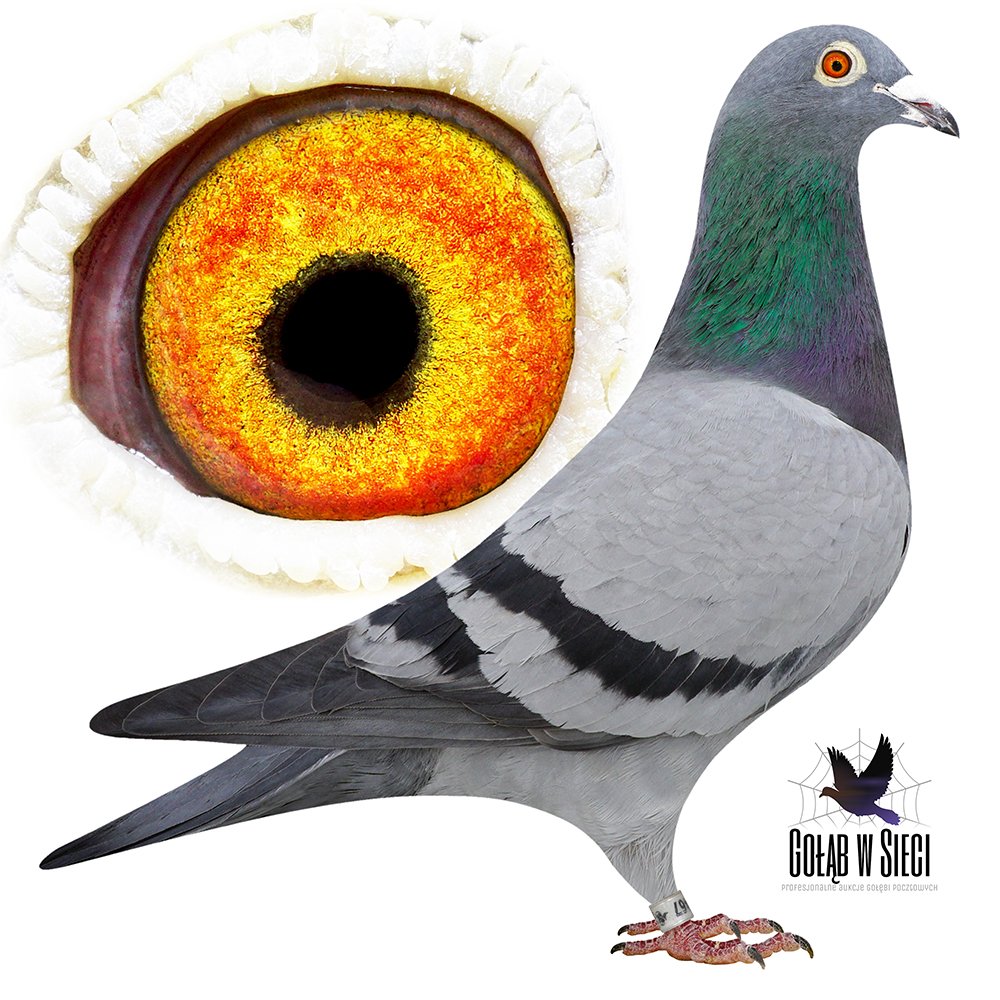 WNUCZKA 'BLACK TOURS'