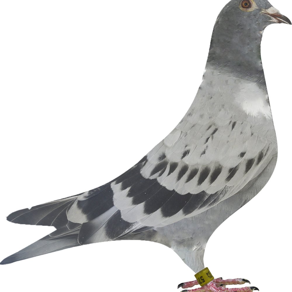 DARCZYŃCA: ŁUKASZ DONIEK