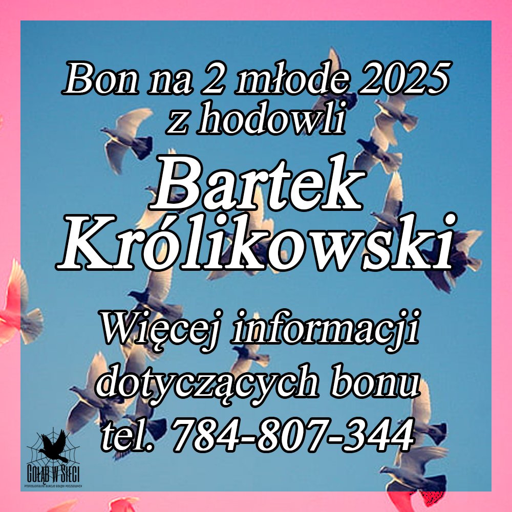 DARCZYŃCA BONU: BARTEK KRÓLIKOWSKI / PZHGP 064 LĘBORK