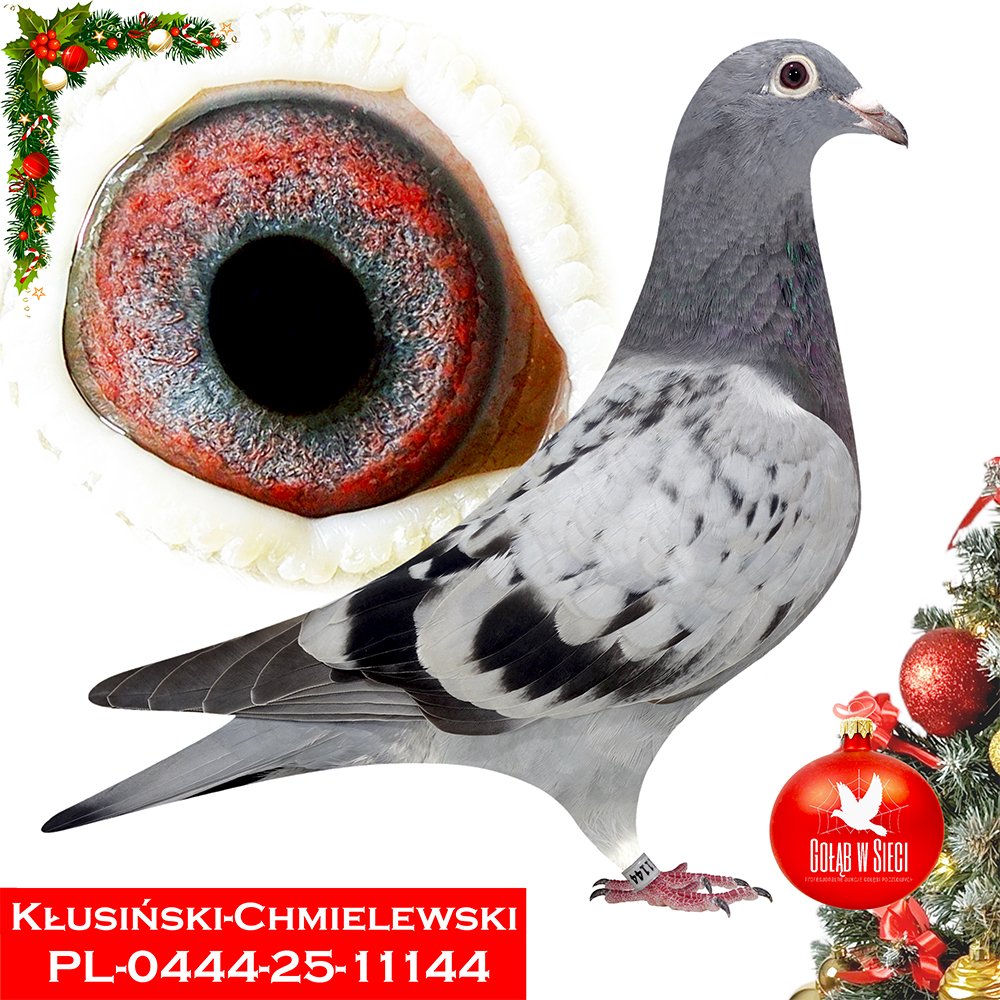 KŁUSIŃSKI & CHMIELEWSKI