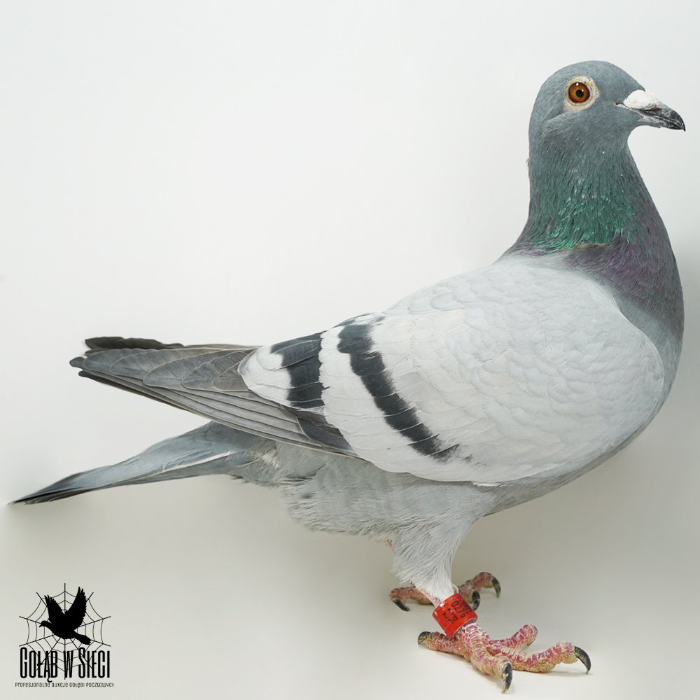 | MAREK LINK II - WNUCZKA SUPER LOTNIKA "RUDY 2042" ORG. PAWEŁ MĘDRYSA - 41KONK/4LATA! |