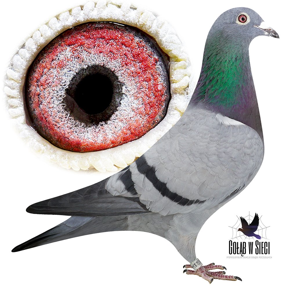 WNUCZKA KRUGERKA 885