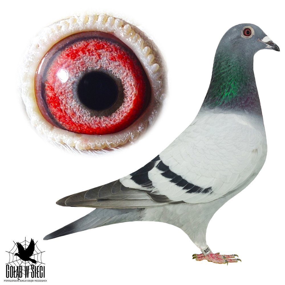 INBRED 'OLYMPIC MARTIN'