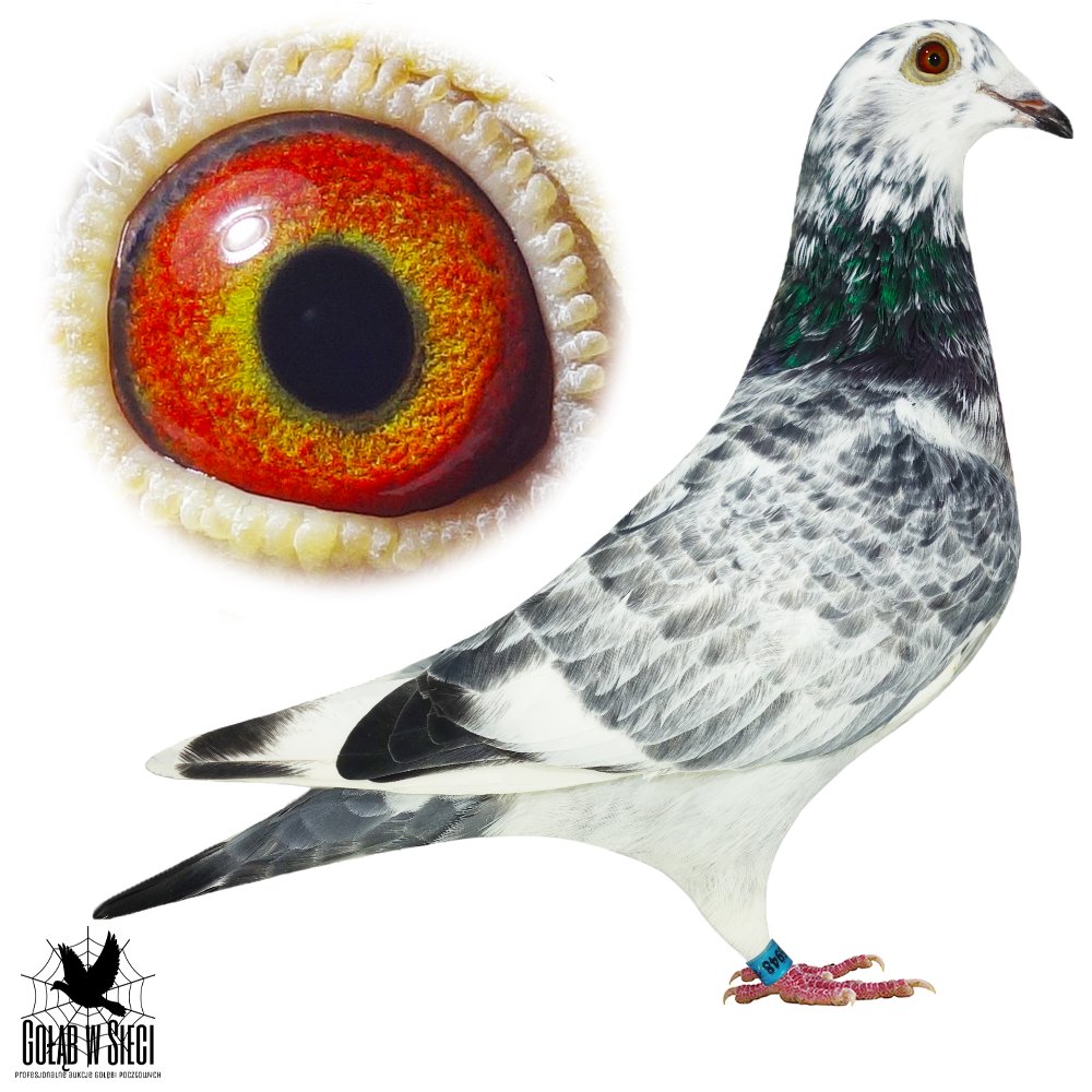 WNUK 'SZPAKI'