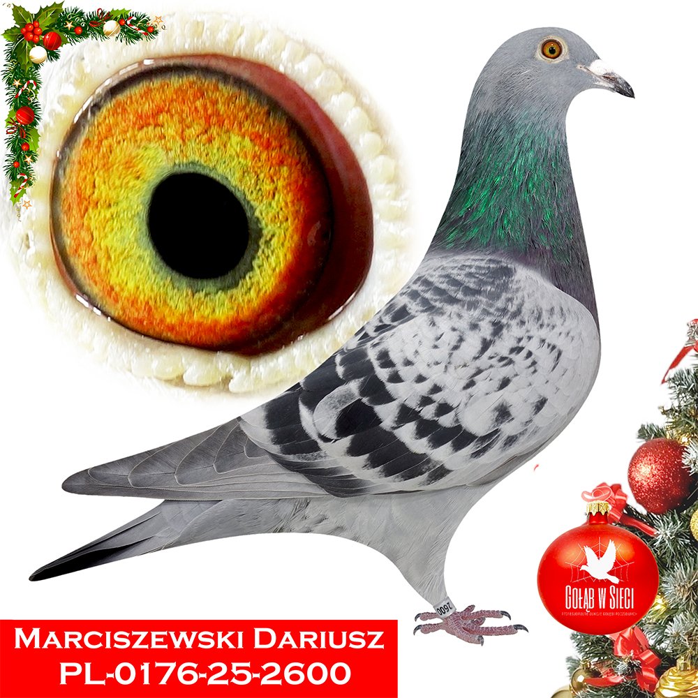 MARCISZEWSCY E. & D. (1)