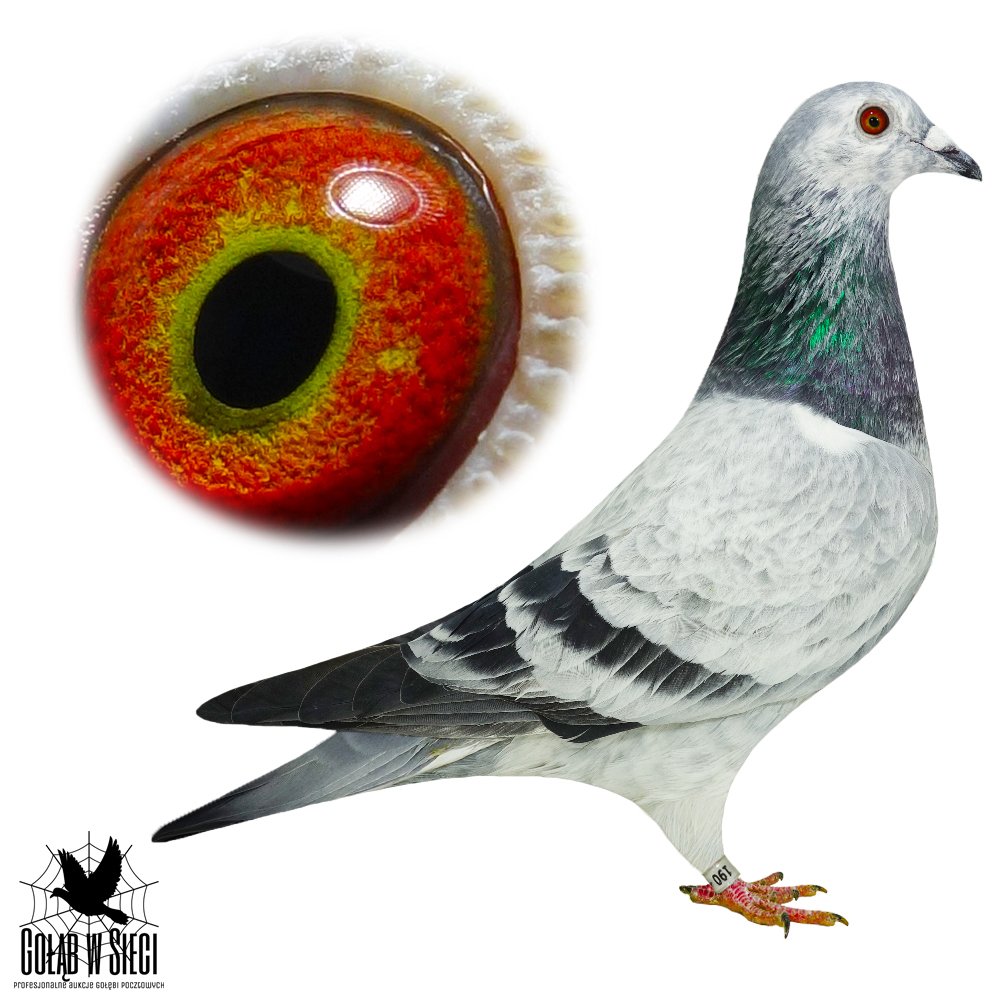 WNUK WSPANIAŁEGO LOTNIKA "1100384" - NAJLEPSZY GOŁĄB ŚWIATA FCI 2024 - KAT. MARATON 0,62COEFF. (1 LOTNIK POLSKI KONK. REDAKCJI) / 13 GOŁĄB POLSKI KONK. REDAKCJI 2023 - KAT. ALLROUND / 1 AS ODDZIAŁU 2024 - KAT. A ORAZ KAT. M / 1 AS ODDZIAŁU 2023 - KAT. B / 1 AS ODDZIAŁU 2022R - KAT. C / W KARIERZE ZDOBYŁ M.IN.: 1, 1, 1, 1, 1, 4, 5, 5, 5, 6, 9, 9, 9.. | SYN ROZPŁODOWCA "1006" - INBRED BAZOWEGO GOŁĘBIA HODOWLI "05-5032" (WNUK X WNUCZKA) !! | SYN SAMICY "196" - LINIA PODSTAWOWEGO GOŁĘBIA HODOWLI "SZPAK 97"