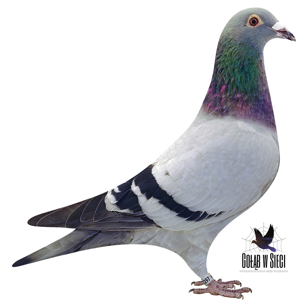 WNUK 'AS OLIVIER 519'