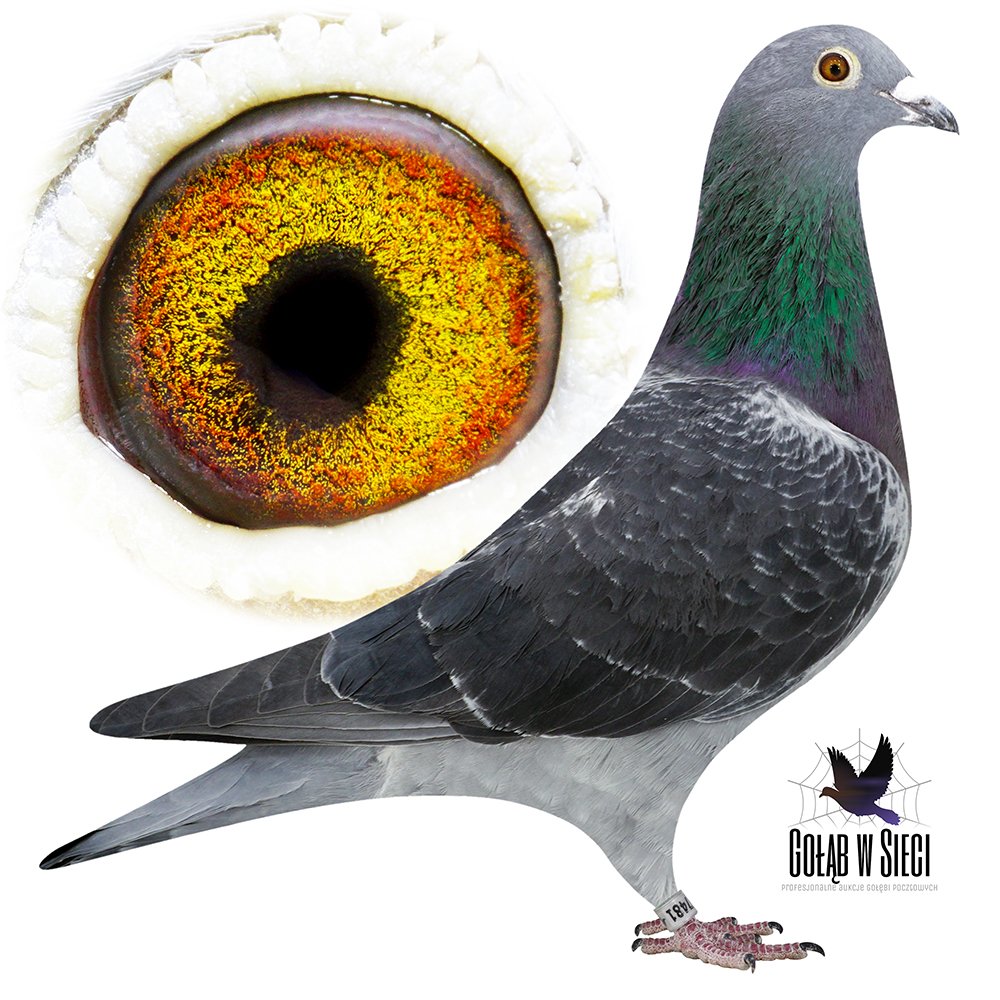 WNUCZKA 'VERKERK 841'