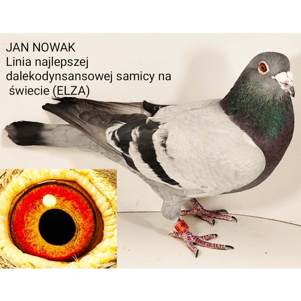 DARCZYŃCA: JAN NOWAK