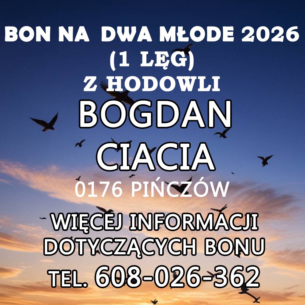 BOGDAN CIACIA