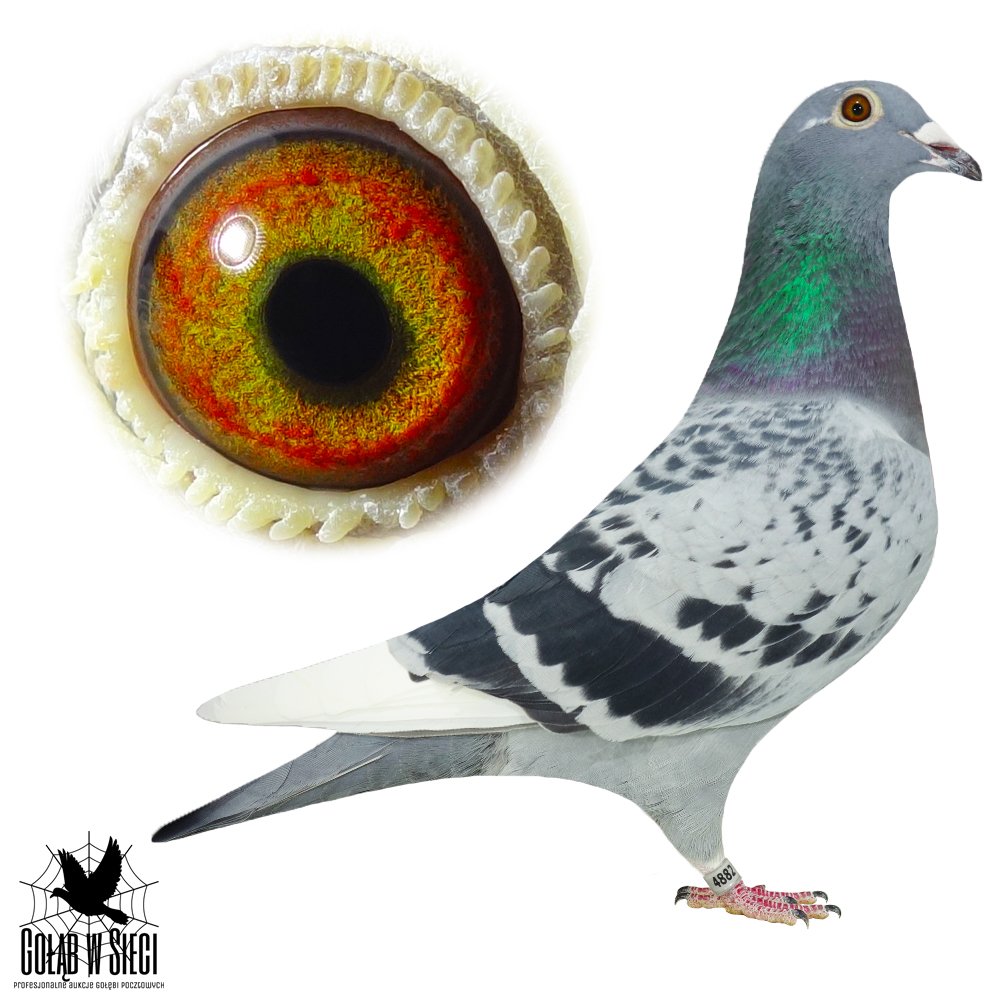 MARIUSZ KROGULEC  (1)