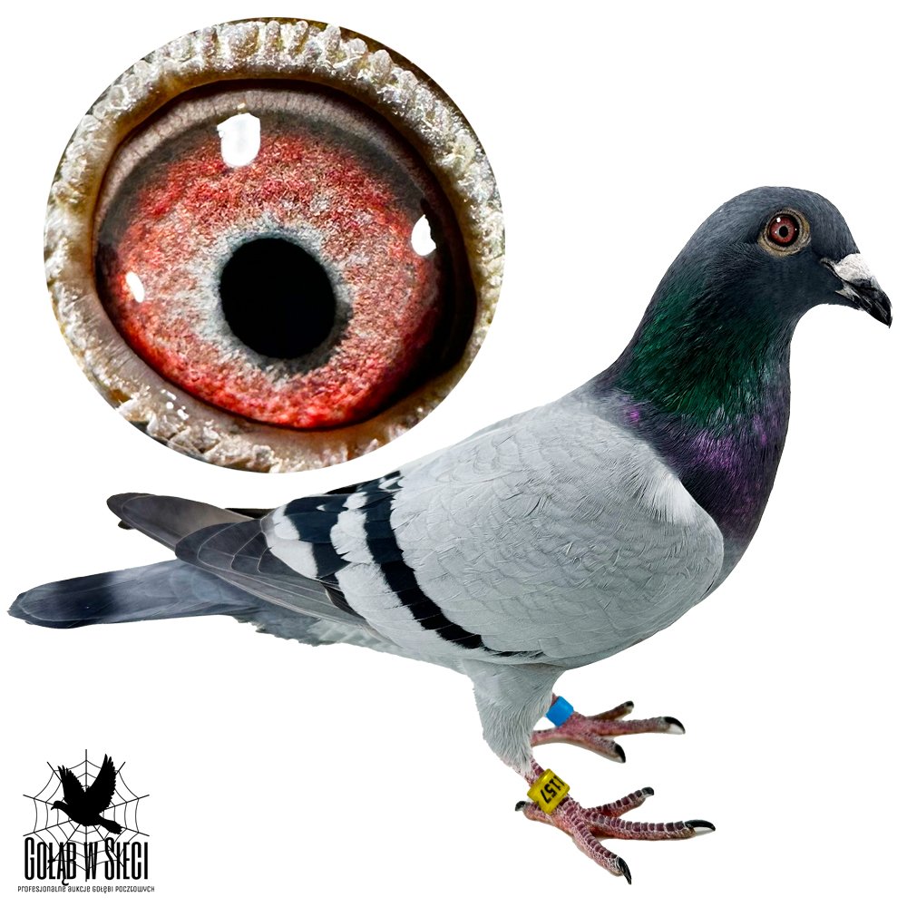 | DZIECKO ROZPŁODOWCA "175" ORG. HUUB HERMANS - JEST ON WNUKIEM ZWYCIĘZCY LOTU NARODOWEGO "BRUCE" ORG. MARC & GEERT POLLIN | WNUK SUPER SAMICY ROZPŁODOWEJ "480" ORG. HUUB HERMANS - WYWODZI SIĘ Z ŁĄCZENIA "INBRED KANNIBAAL X CÓRKA BLUE MAGIC" !! | DZIECKO SUPER LOTNICZKI I SAMICY ROZPŁODOWEJ "3152" ORG. JANUSZ ZIEBA - WNUCZKA "ALLADIN" CLASSENS DE LEPPER / WNUCZKA "ZWARTE PIJL 47" ORG. HERMANS - HOEKSTRA |