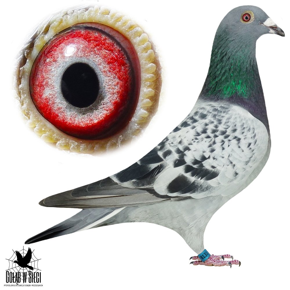 RUDA X SYN 'MAESTRO'