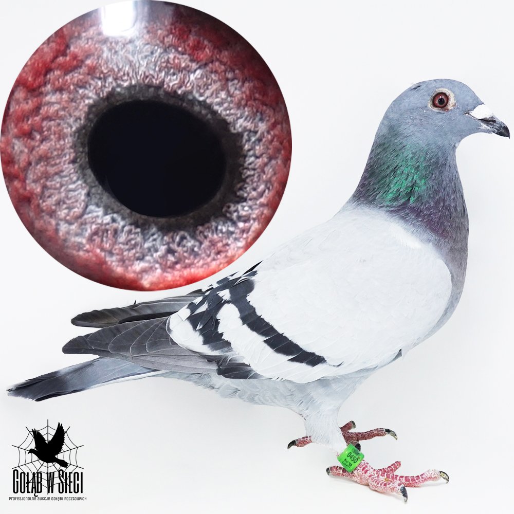 DAMIAN & DARIUSZ OLECH - 0450 BESKID SĄDECKI