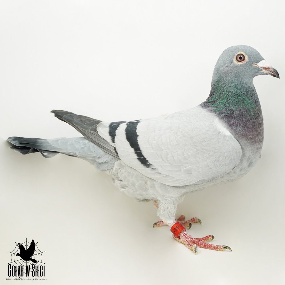 | WNUCZKA SUPER ROZPŁODOWCA "10446" - BRAT "KULAWY" - JEST ON OJCEM M.IN.: "1889" - 1AS OKRĘGU 2022R - KAT. C - ZDOBYŁA M.IN.: 1, 1, 1, 1, 2, 6, 7, 7.. | WNUCZKA "1358" - JEST TO INBRED BARDZO DOBREGO ROZPŁODOWCA "DZIADEK 444" |