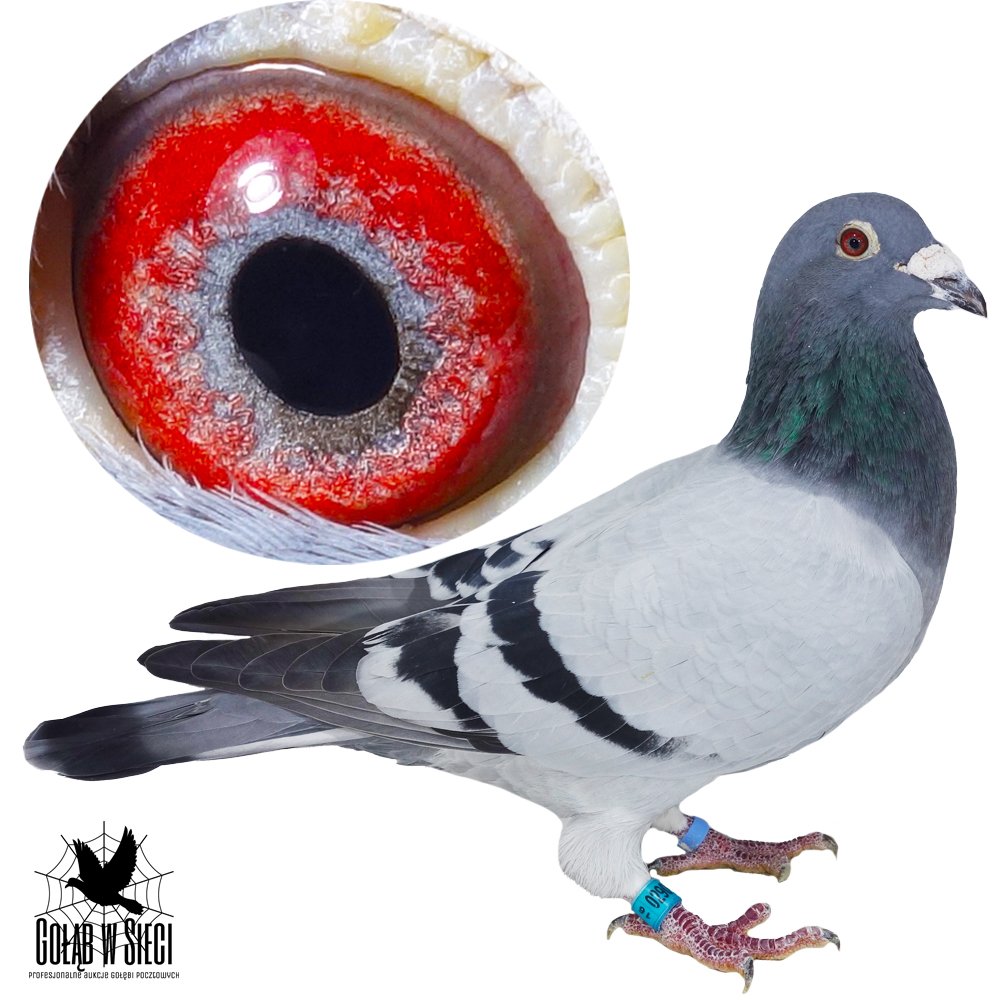 | BARDZO DOBRY SAMIEC ROZPŁODOWY "9198" - SYN ROZPŁODOWCA "98" PAŁKA M. T. M. - JEST ON WNUKIEM "METEOR"  I WNUKIEM "1682" - BRAT 1360 ! | SYN SAMICY ROZPŁODOWEJ "86" - PEŁNA SIOSTRA "1038" - M.IN.: 2, 3, 4, 6, 12, 13, 18.. |