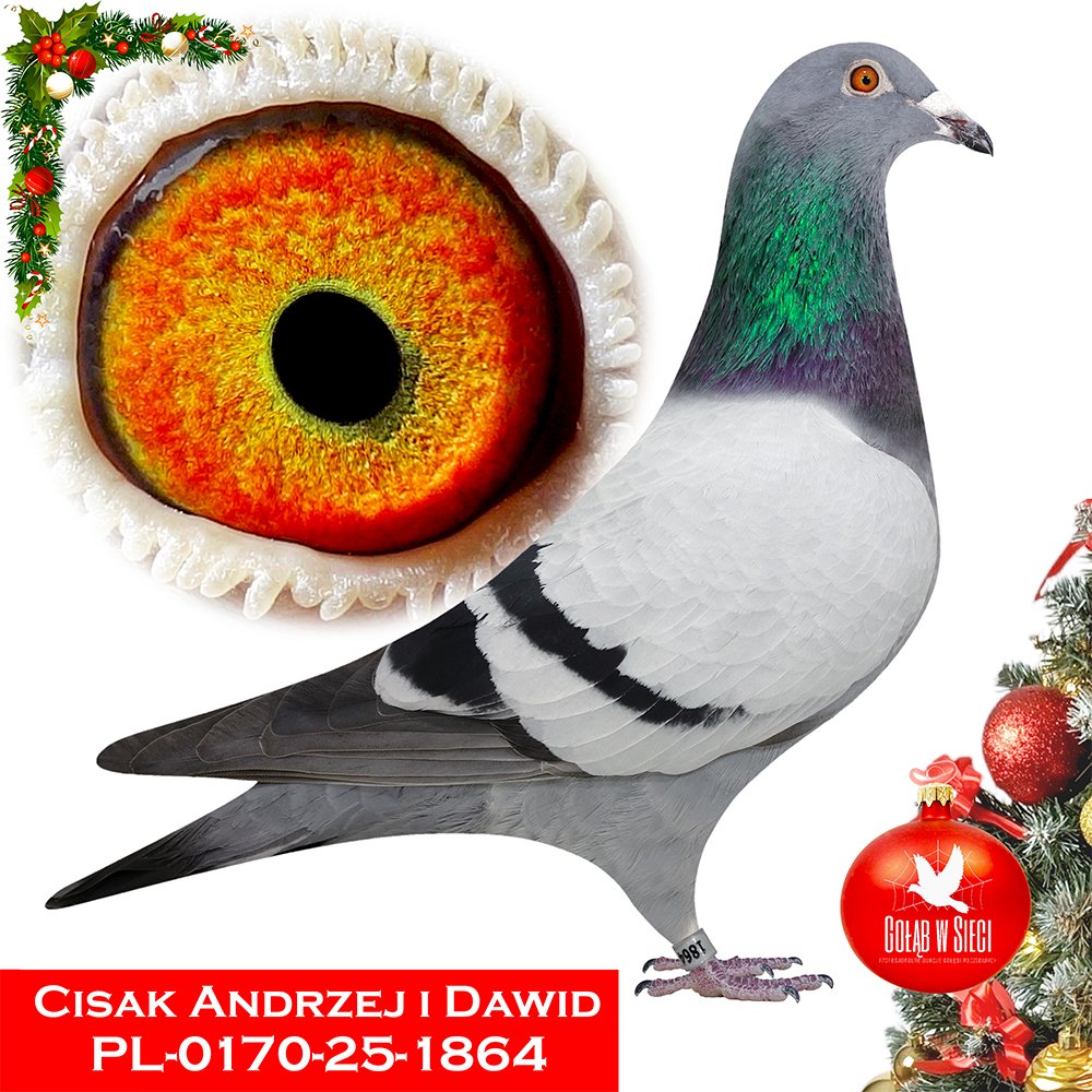 CISAK  ANDRZEJ & DAWID