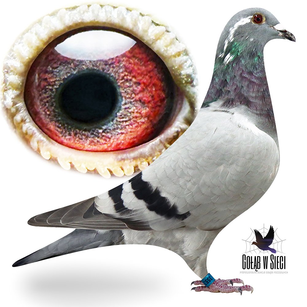 WNUCZKA 'ZŁOTO 876'