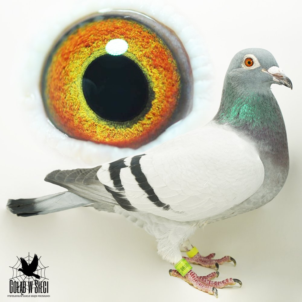 ORG. MAREK SKRBEK | WNUCZKA OLIMPIJCZYKA "KID DYNAMIT" - ZŁOTY MEDAL OLIMPIADA BUDAPESZT 2015R - KAT. D 11,248COEFF. | CÓRKA SUPER SAMICY ROZPŁODOWEJ "JANNICA" - JEST ONA MATKĄ OLIMPIJKI "735" |