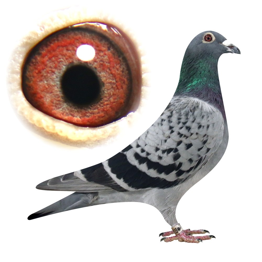 8805 X CÓRKA ZŁOTEJ