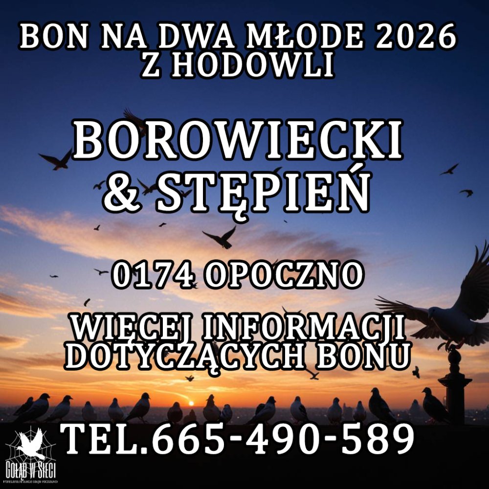 BOROWIECKI & STĘPIEŃ