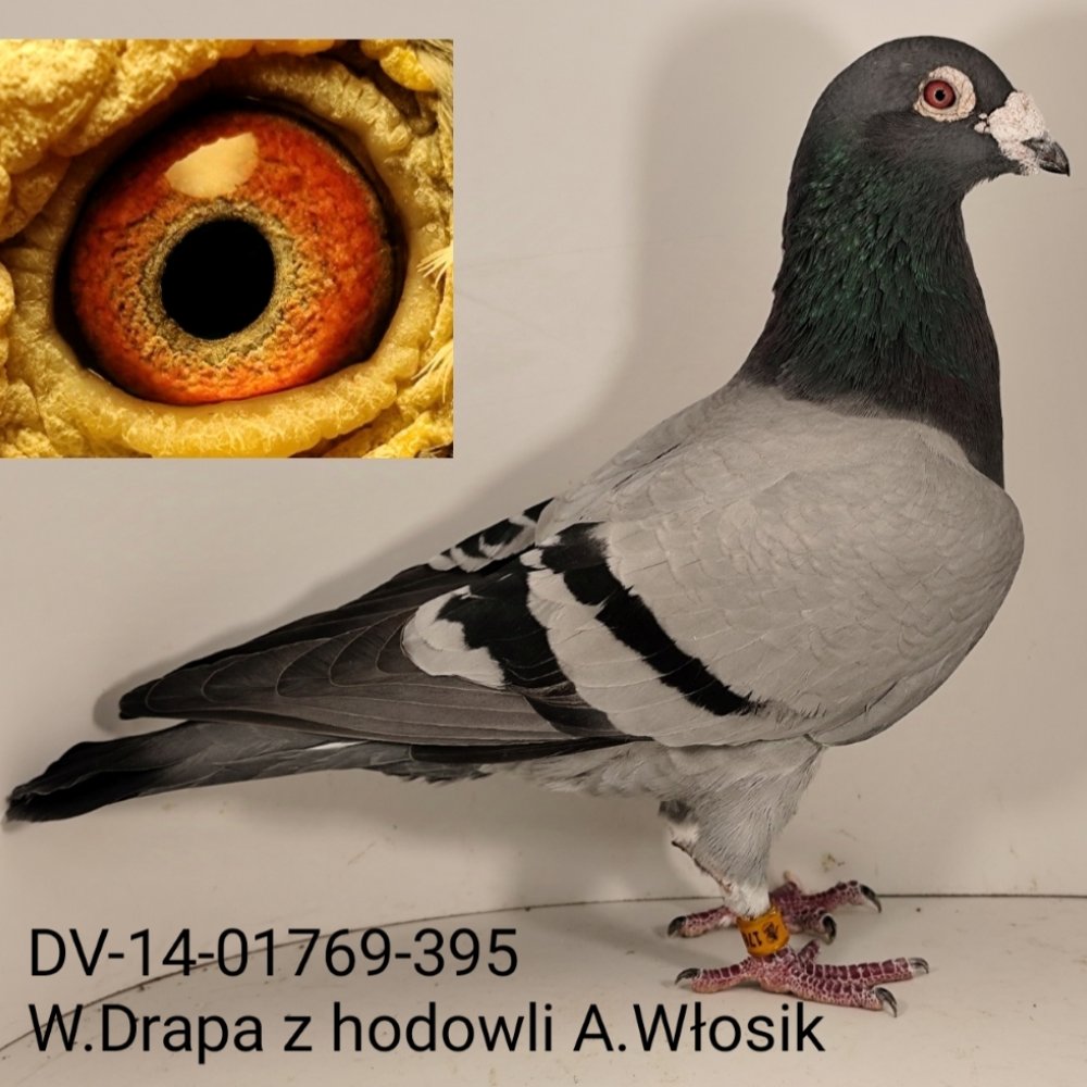 DARCZYŃCA: ANDRZEJ WŁOSIK