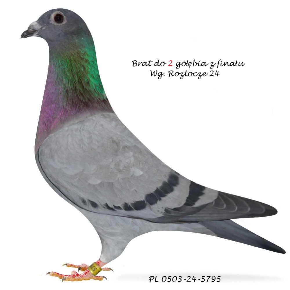 DARCZYŃCA: KAMIL STUDZIŃSKI - NR 1