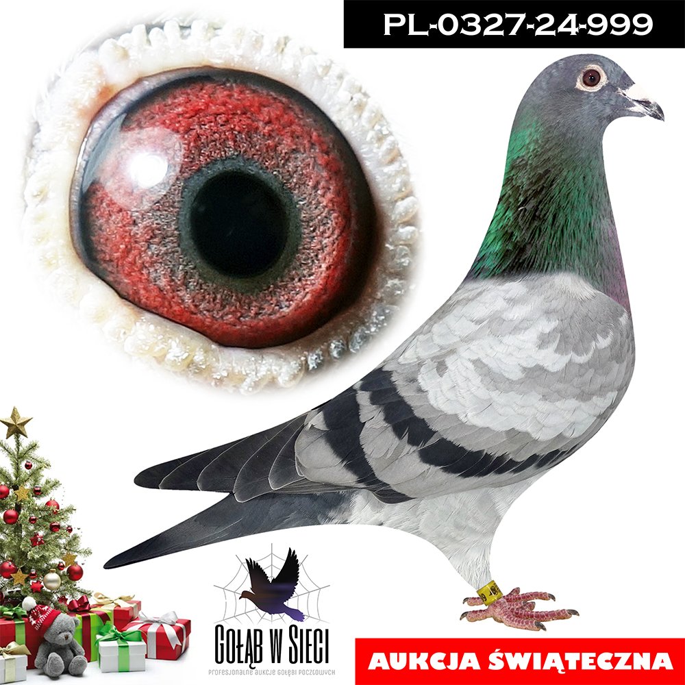 PATRYCJA REICH & MICHAŁ RUTKOWSKI | SYN NAJLEPSZEJ LOTNICZKI HODOWLI "BRUDNA 8824" - NAJLEPSZA ROCZNA LOTNICZKA ODDZIAŁU 2022R / 2 ROCZNA LOTNICZKA OKRĘGU WŁOCŁAWEK 2022 / W SEZONIE 2023 - 11KONK. - 7 LOTNICZKA ODDZIAŁU / 3 LOTNICZKA OKRĘGU WŁOCŁAWEK KAT. B / 13 LOTNICZKA POLSKI - KAT. ŚREDNI DYSTANS / 2 LOTNICZKA OKRĘGU WŁOCŁAWEK KAT. SPORT D - ZDOBYŁA M.IN.: 2, 2, 6, 7, 8, 11, 12, 19, 21, 24, 40, 46, 54, 61, 64, 68, 71, 79, 98.. !! | SYN WSPANIAŁEGO ROZPŁODOWCA "6282" ORG. E. & D. MARCISZEWSCY |
