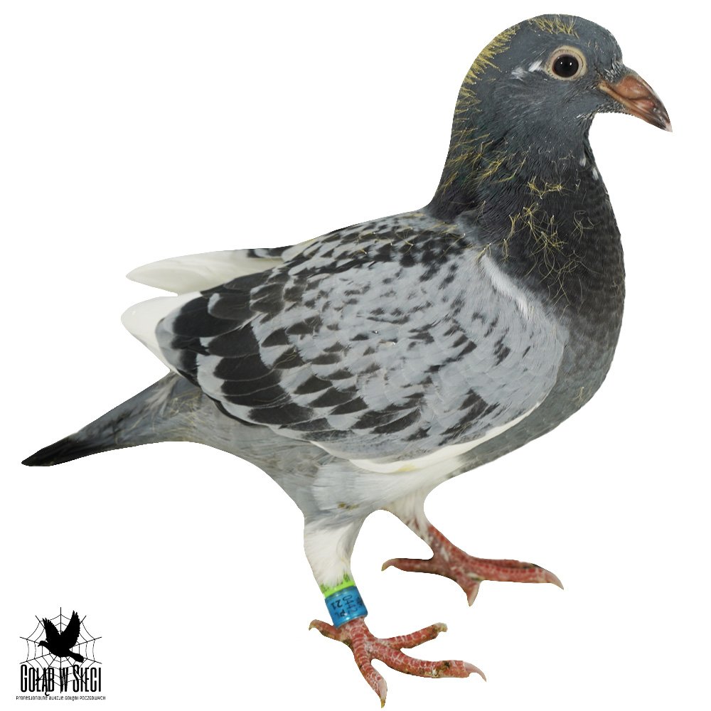 PRAWNUK "520" G.PRANGE