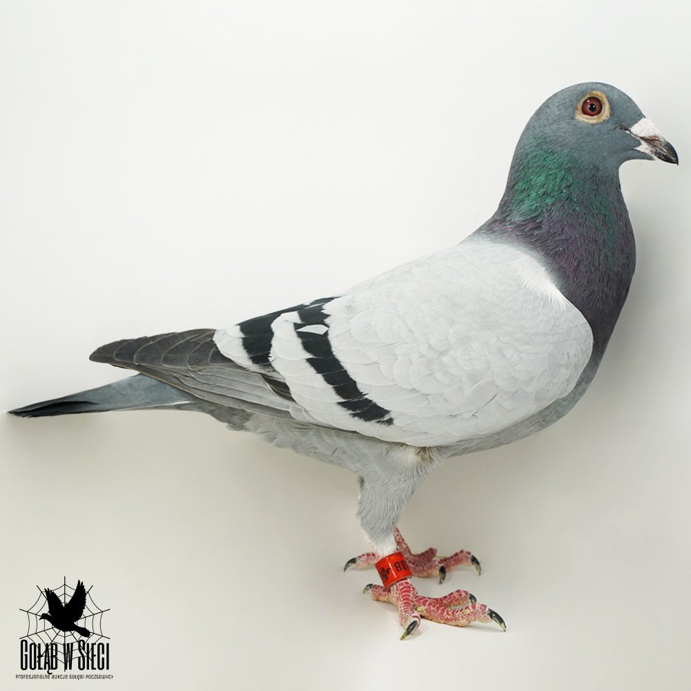 | 100% HANS HIRN | INBRED "PANIMDIM" C. & G. KOOPMAN  - WNUK X WNUCZKA! |
