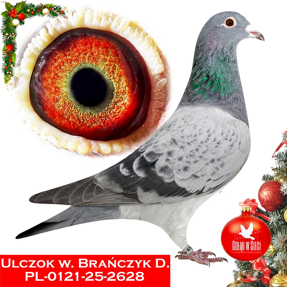 ULCZOK & BRAŃCZYK