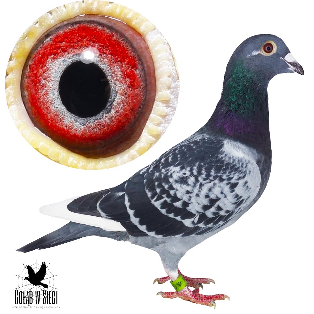 DARCZYŃCA: RADOSŁAW & MAŁGORZATA MROCZKA - NR 2