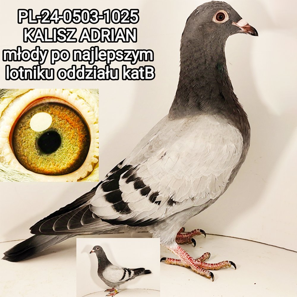 DARCZYŃCA: ADRIAN KALISZ